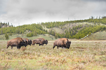 Herd of bison walking in valley with dark storm clouds with leader