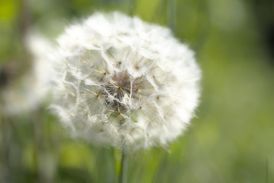 Fototapeta blowball close up
