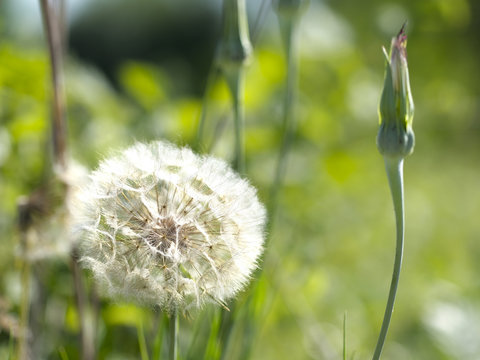 Fototapeta blowball close up