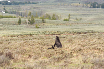 Mother grizzly bear standing up on back hind legs with two cubs in prairie in Yellowstone National Park