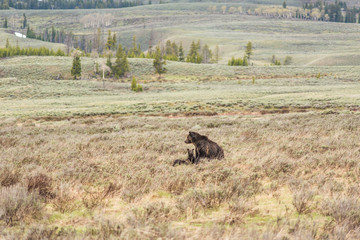 Fototapeta na wymiar Mother grizzly bear with two cubs in prairie in Yellowstone National Park