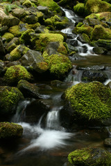 Moss covered rocks and the Sol Duc Falls, Olympic National Park, Washington