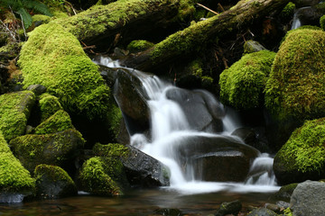 Moss covered rocks and the Sol Duc Falls, Olympic National Park, Washington