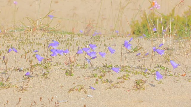Cute little bluebell (lady's-thimble, witches'-bells, bluebell of Scotland Campanula rotundifolia) tremble in wind, among sand dune
