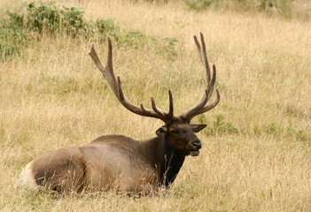 Naklejka na ściany i meble 12 point elk bugling in mating season, Northwest Trek, Washington