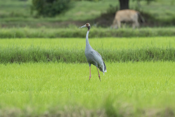 Fototapeta premium sarus crane in nature
