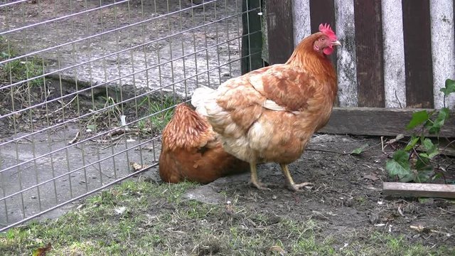 Chickens cleaning and preening themselves in the dry soil in a corner of a domestic garden in the UK.