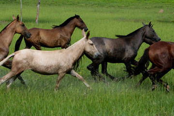 Cavalo Pantaneiro