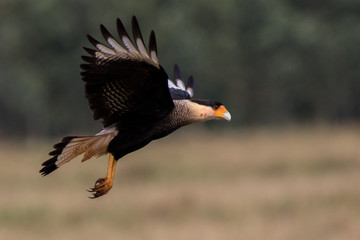 Southern Caracara 