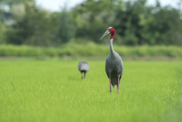 sarus crane in nature