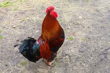 Crowing rooster in a farmyard