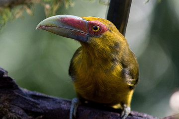 Saffron Toucanet (Pteroglossus bailloni)