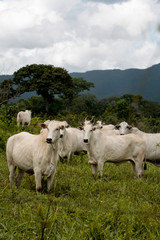 Obraz premium Fazenda de gado
