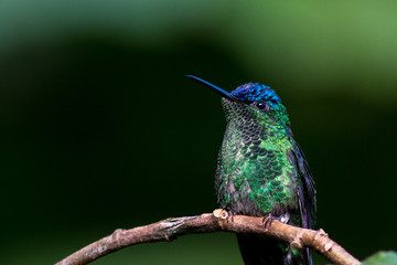 Violet capped Woodnymph  (Thalurania glaucopis)