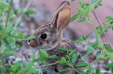 Naklejka na ściany i meble Side profile portrait of cute wild desert cottontail rabbit with big ears and green plants