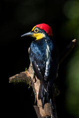 Yellow fronted Woodpecker (Melanerpes flavirons)