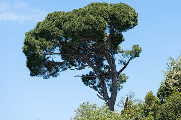 Big old tree