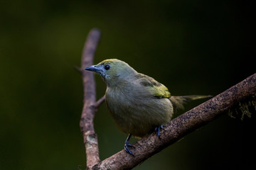 Fototapeta premium Palm Tanager 