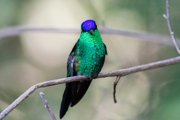 Violet capped Woodnymph  (Thalurania glaucopis)