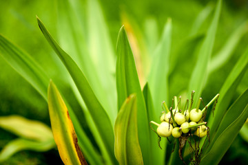 Obraz premium Flowers or Fruits