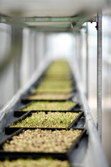 Organic Vertical farming