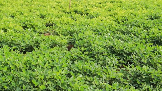 Lucerne (alfalfa, sainfoin) forage with irrigation - this fodder crop is used for hay and silage and lucerne meal, highly nutritious livestock feed

