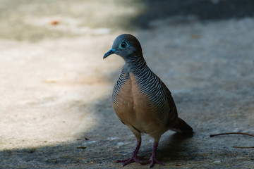 Zebra Dove (Geopelia striata), bird, standing away from sunlight