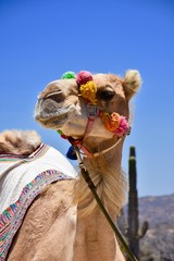 Cabo Camel