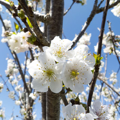 WHITE FLOWERS