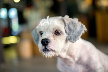 Short hair white shih-Tzu dog gaze at something with blurred background