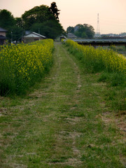 Dirt road at dusk in Saitama prefecture, JAPAN. It is in April.