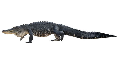 Large American Alligator