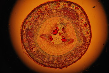 Animal cell under a microscope