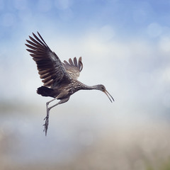 Limpkin Bird in Flight