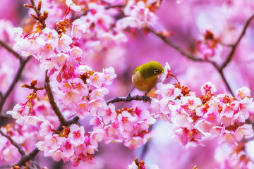 The Japanese White-eye and cherry blossoms. Located in Tokyo Prefecture Japan.