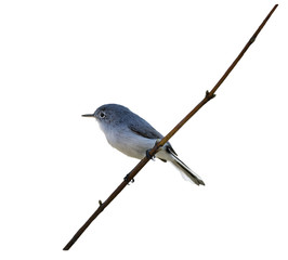 Blue-gray Gnatcatcher  on a branch
