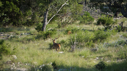 Axis Deer