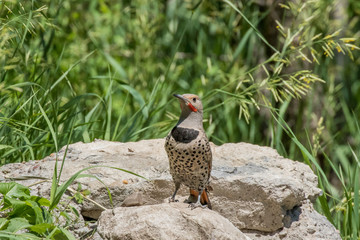 Northern flicker male bird in Sandia Mountains, New Mexico
