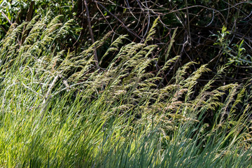 Grasses in La Cienega Picnic Area, Sandia Mountains, New Mexico