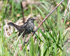 Perched Female Red-winged Blackbird
