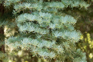 Spruce fir needles on tree in Sandia Mountains, New Mexico