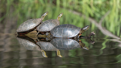 Fototapeta premium Painted Turtles on Log