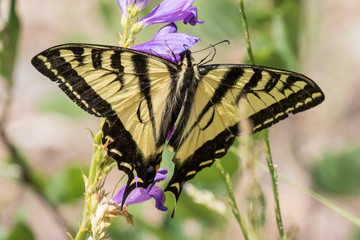 Western tiger swallowtail butterfly on penstamen flowers in Sandia Mountains, central new mexico