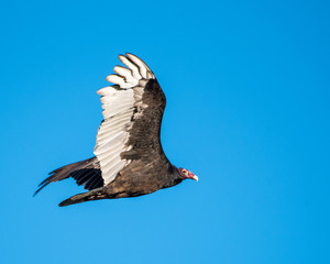 Flying Turkey Vulture