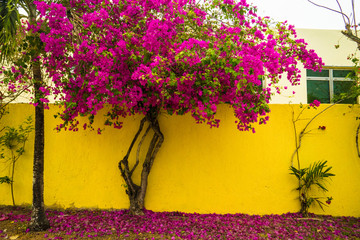 Pink tree and yellow wall