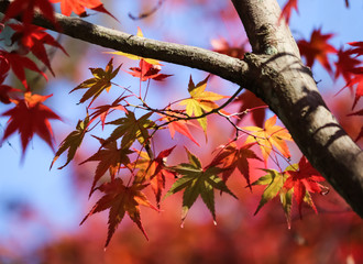 紅葉