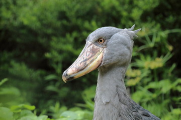 ハシビロコウ　凛々しい