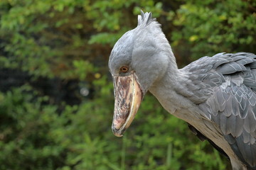 ハシビロコウ　獲物を狙う
