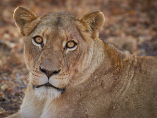 Lioness