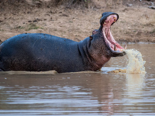 Water Gushing from a Hippo